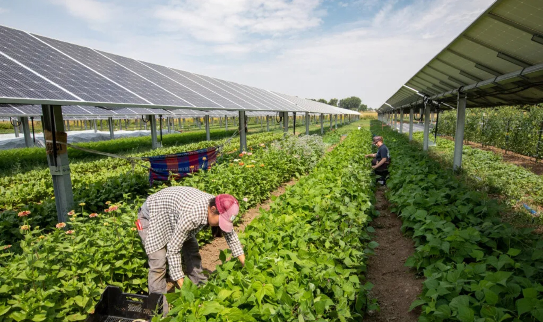 Variety of crops grown at Sage Barn Farms