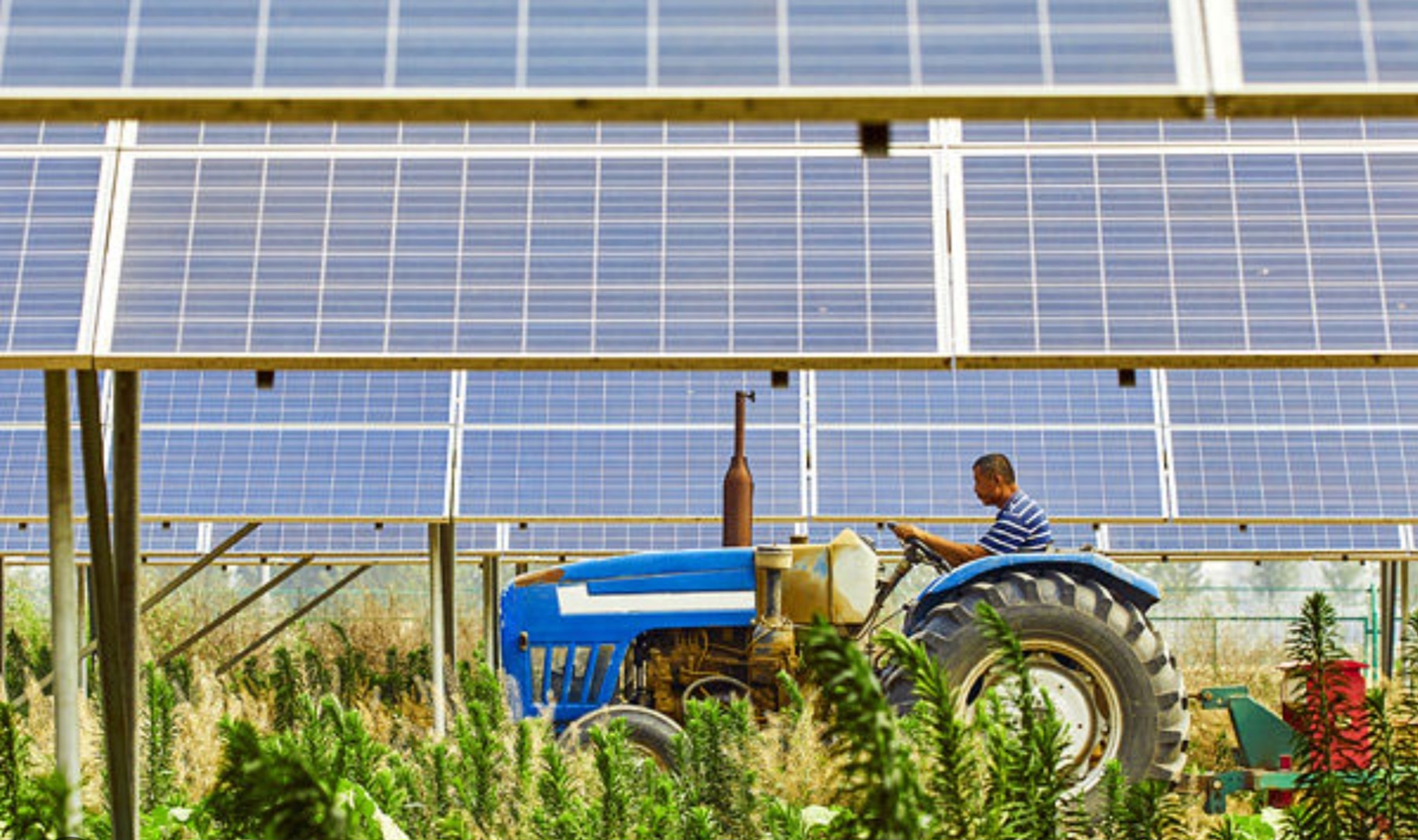 Local farmer partnerships